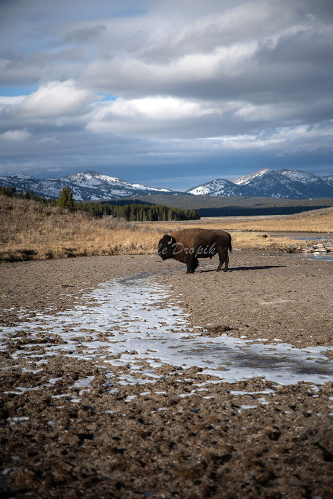 guided photography tours yellowstone
