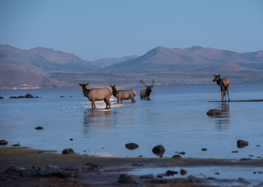 Best Yellowstone Tours