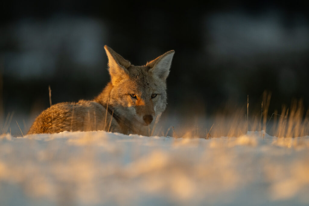 coyote.sittinginsunsetlight copy