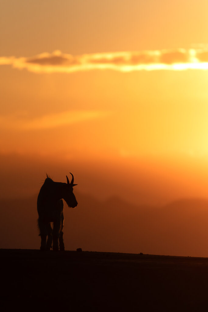 mountaingoatsilhouette